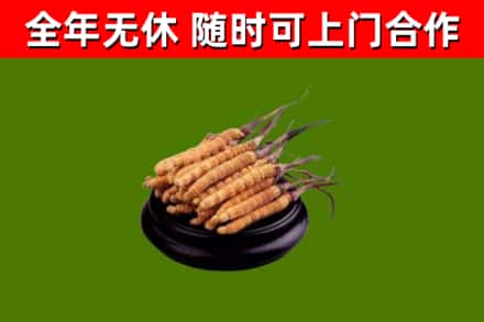 容城烟酒回收冬虫夏草.jpg